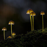 Glowing mushrooms